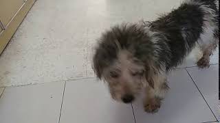 MiMi after bath 20190224