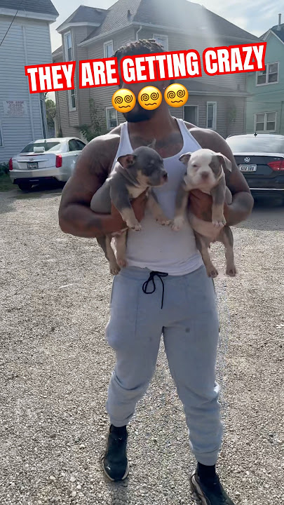 CRAZIEST PUPPIEST EVER😵💫😵💫😵💫 #funny #americanbully #puppies #americanbullies #viral #pup