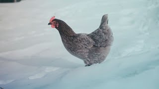 The Relentless Winter of North Idaho