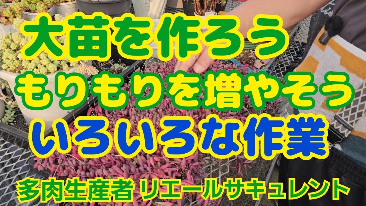 【多肉植物】【増やす】大苗を作ろう🎵もりもりを増やそう‼️いろいろな作業🎵2026年2月15日