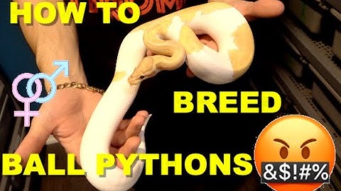 How To Breed Ball Pythons | Tips And tricks For Getting Males To Lock!