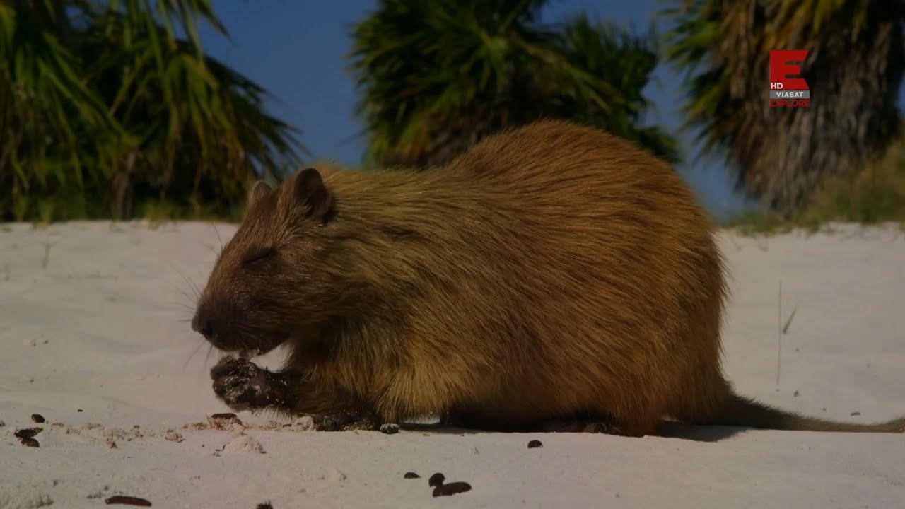 Divlja Kuba – Skrivena Priroda Kariba | Dokumentarac sa Prevodom