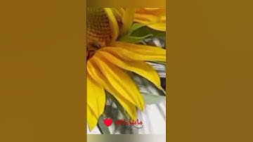ماتيسر من سورة النحل بصوت القارئ الشيخ محمد الجيلالي #_سورةالنحل من القران الكريم والاتنسى الاستماع