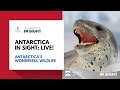 Antarcticas wonderful wildlife