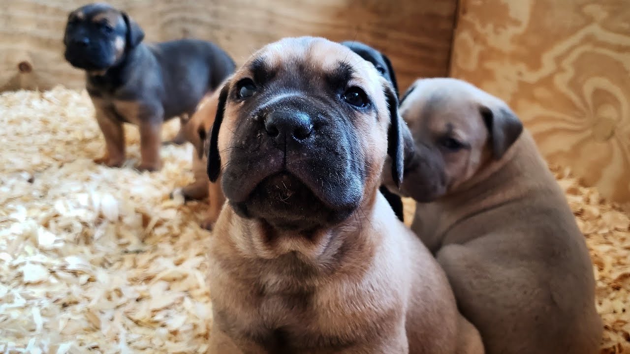 3 week old cane corso puppies