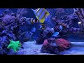 Reef Keeping 101 | Keeping Tangs in a Reef Tank