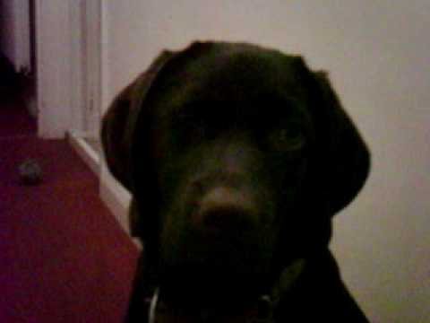 18 week old Rhemacourt chocolate labrador puppy - YouTube