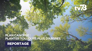 Plan Canopée Un Plan Sur 9 Ans Pour Planter Plus Darbres