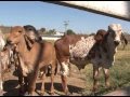 As características e benefícios da criação do gado Gir - Programa Revista do Campo