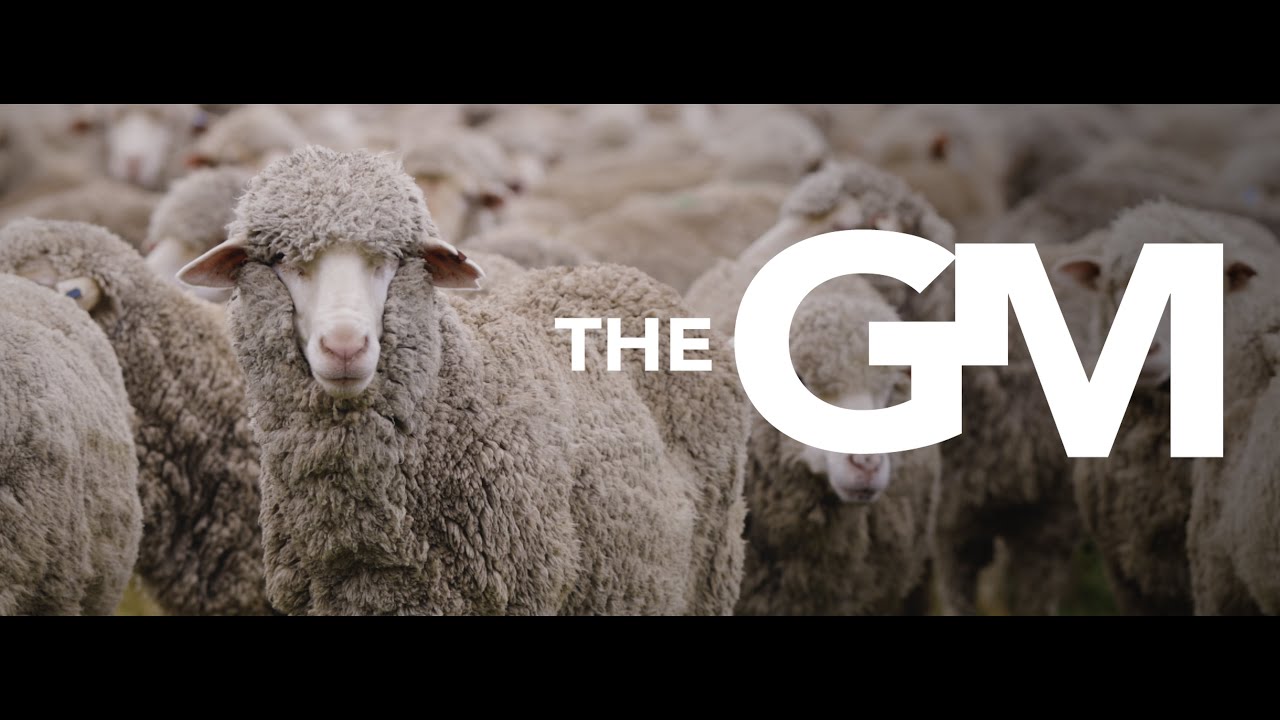 The Grumpy Merino - YouTube