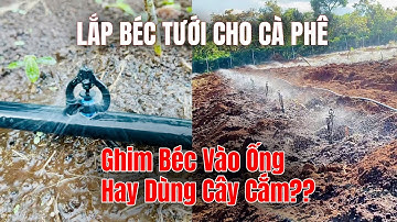 2 Cách Lắp Đặt Béc Tưới Cho Cà Phê | Ghim Béc Vào Ống Nhánh Hay Dùng Cây Cắm?