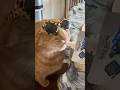 #catshorts #cat #funny #gato #gatitos #cute #gatos #kitten #catlovers #shorts #catshort #pets