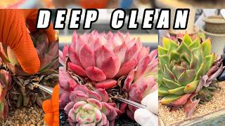 DEEP CLEAN 🌵 Massive Dry Leaf Removal | Ultra Crunchy Succulent ASMR (No Talking)