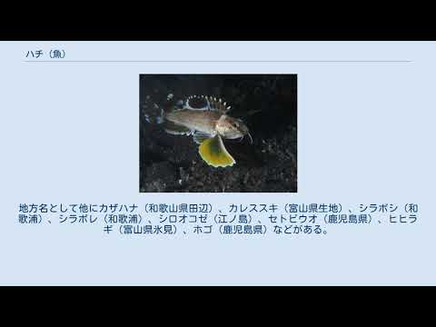 ハチ 魚 Youtube