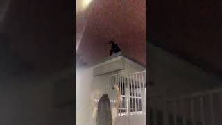 Guy does flip from roof