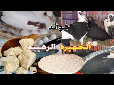 فوائد الخميره للحمام كنز حقيقى للزغاليل والحمام الكبير وأفضل نوع خميره دكتور حمام مصري