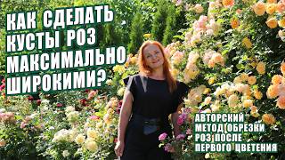 видео: ОБРЕЗКА РОЗ ПОСЛЕ ЦВЕТЕНИЯ. СТИМУЛЯЦИЯ РОСТА БАЗАЛЬНЫХ ПОБЕГОВ. КАК СДЕЛАТЬ КУСТЫ РОЗ ШИРОКИМИ? РОЗЫ картинка: ОБРЕЗКА РОЗ ПОСЛЕ ЦВЕТЕНИЯ. СТИМУЛЯЦИЯ РОСТА БАЗАЛЬНЫХ ПОБЕГОВ. КАК СДЕЛАТЬ КУСТЫ РОЗ ШИРОКИМИ? РОЗЫ