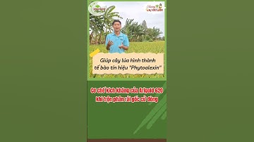 Cơ chế kích kháng của Arigold 620 khi trộn phân rải? #kythuatcanhtaclua