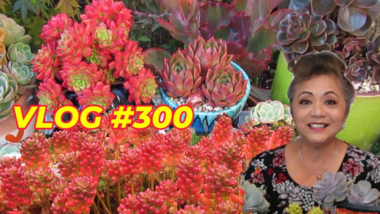 SUCCULENTS WORTH BUYING AGAIN & AGAIN | VLOG #300 - Growing Succulents with LizK