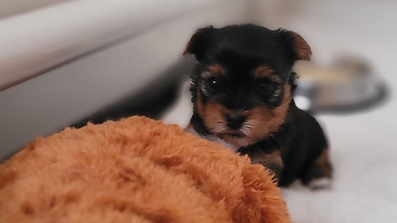 3 week old Yorkie Puppy playing and eating first meal!! YouTube