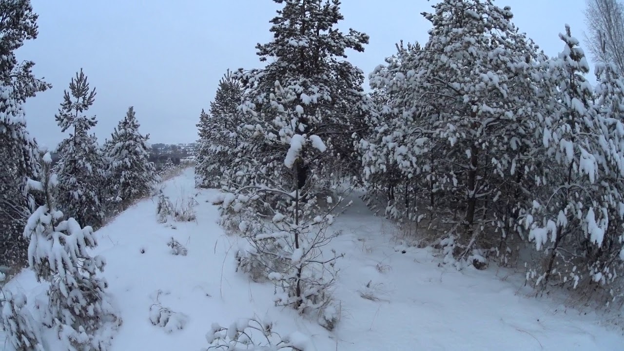 Молодой сосновый лесок - YouTube