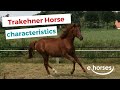 Trakehner Horse  | characteristics, origin & disciplines