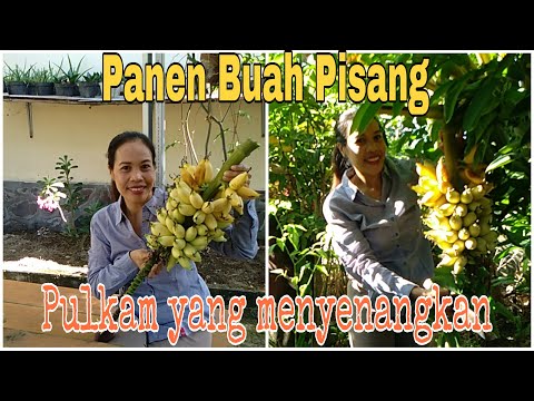 Video: Palm pisang - keindahan eksotis di rumah