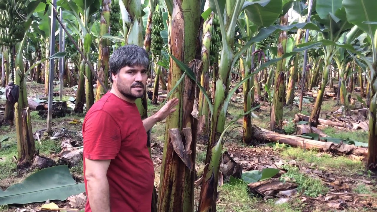 Muz da Eski Ağaç kökü Alınması