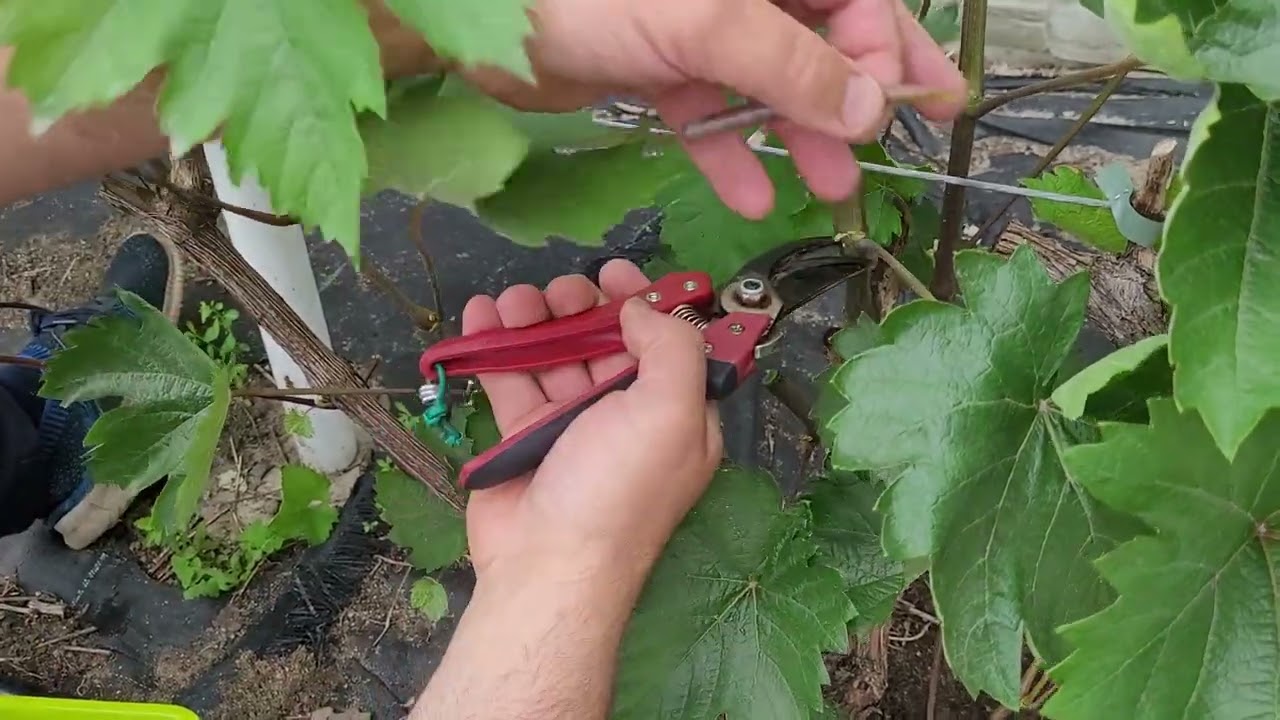 Szczepienie winorośli zdrewniałym w zielone @Vitis_elToRo