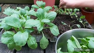 Grow Petchaybak Choi Chinese Cabbagein A Plastic Tray Containerhome Quarantine Diy Gardening