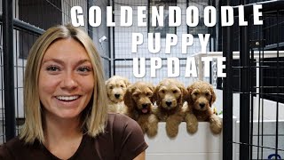 GOLDENDOODLE PUPPIES GO HOME | WHERE ARE THEY ALL HEADED? by Bailey Williams | Rose and Reid Doodles 8,869 views 7 months ago 7 minutes, 32 seconds