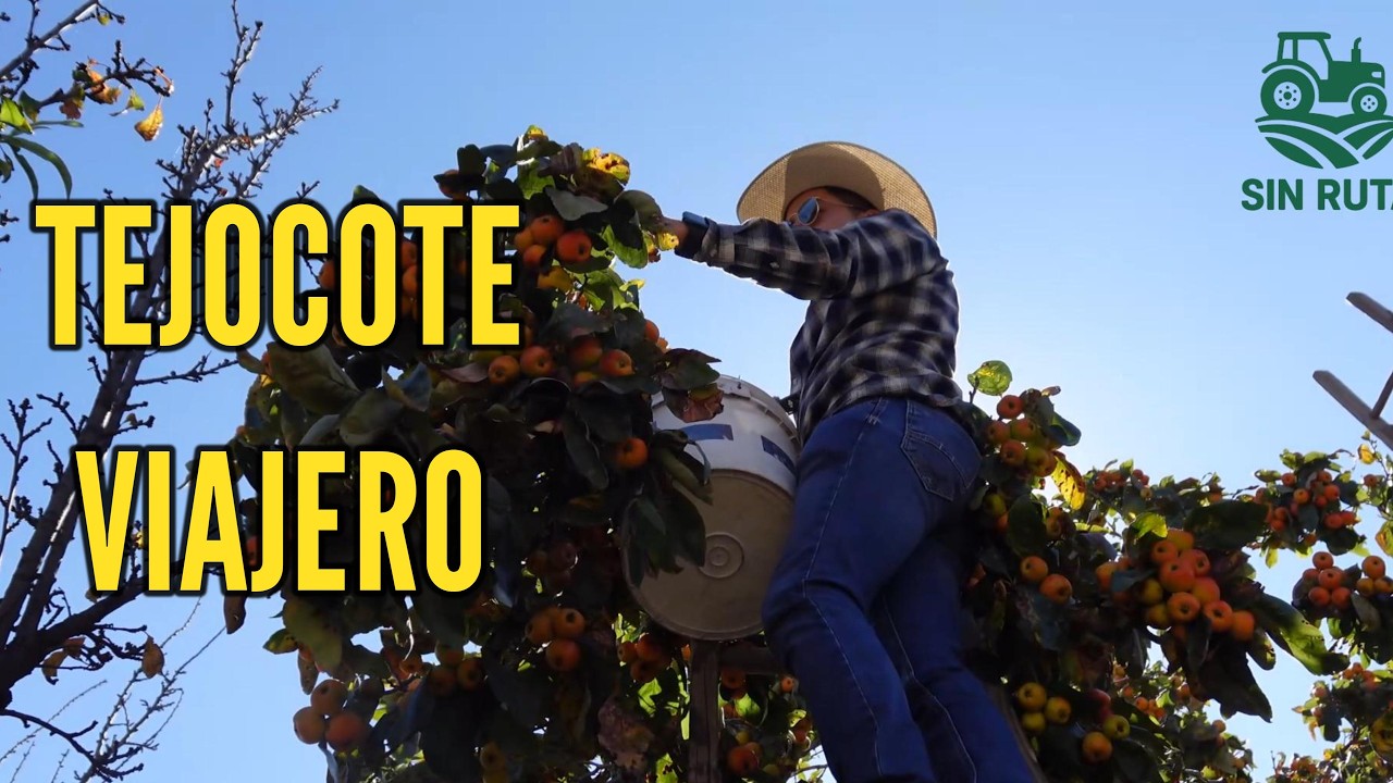 HUERTOS DE 100 AÑOS Puebla primer productor de TEJOCOTES 50 mil toneladas