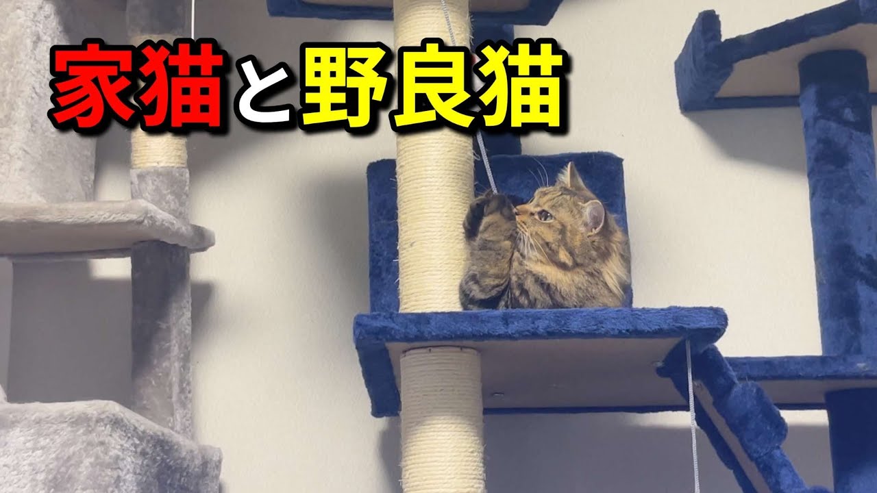 cats のページです☆ リクエスト　S 284 [Rescued Cats] At our home, we rescue and raise stray cats