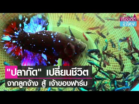 อดีต พนง.บริษัท สู่เจ้าของฟาร์มปลากัดส่งออก l เรื่องดีดีทั่วไทย l 2-5-2565