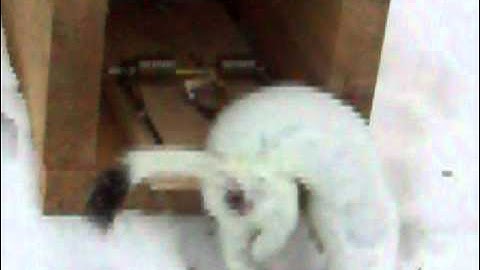weasel in rat trap