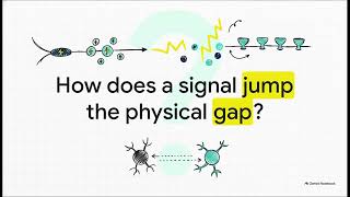Neurophysiology of Learning