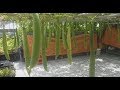 Cách trộn Đất trồng mướp ,cho trái trĩu quả muốn sập giàn lun 30/6/2019 | Khoa Hien 203