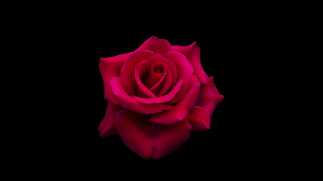 The Rose Bette Midler Keyboard Cover by Michael Garnett played on Yamaha PSR-S775