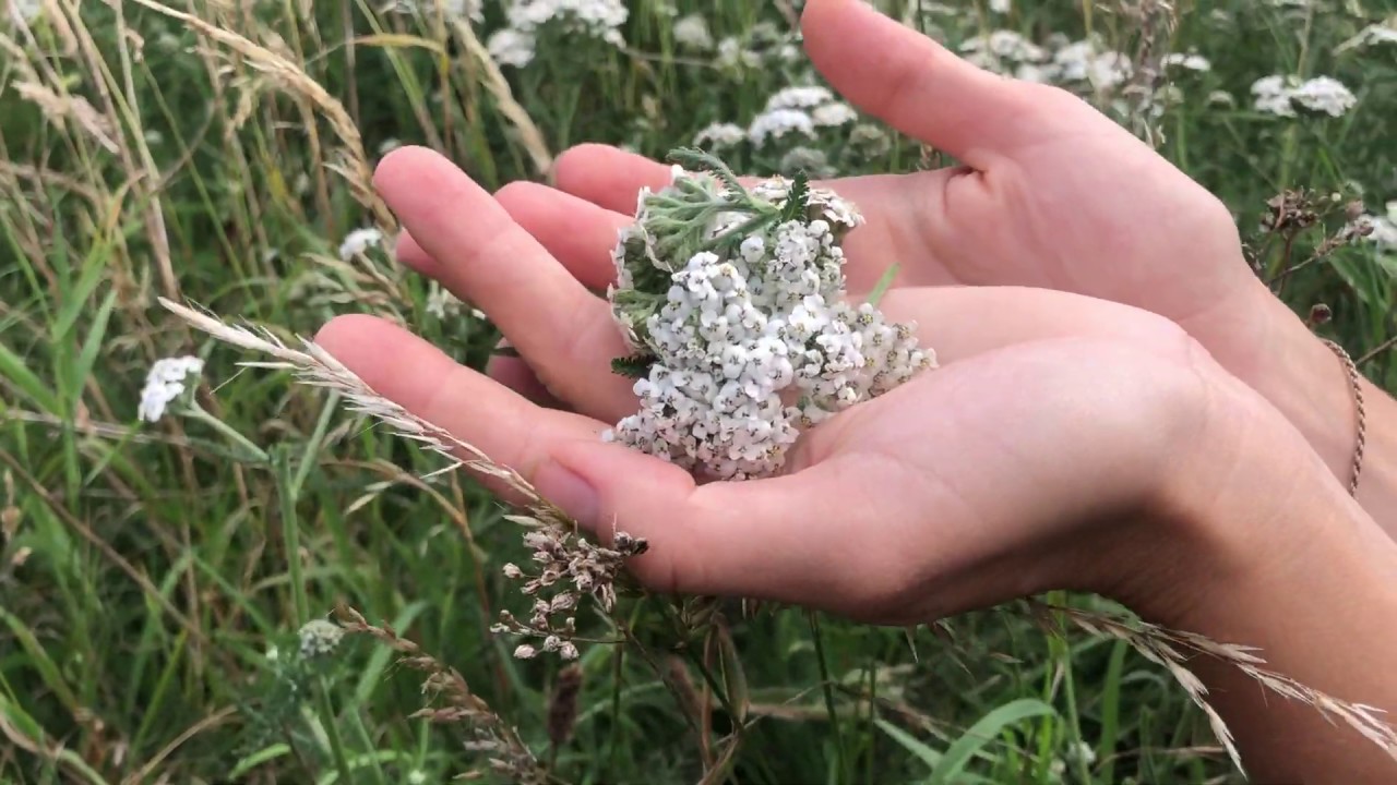 [Healing Weeds] Wild Yarrow flowers (Achillea millefolium) harvest - Bristol, UK