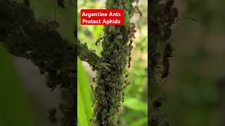 Argentine Ants Protect Aphids In Your Garden. Less Ants Equals Less Than Aphids