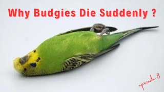 Why Budgies Die Suddenly | Reasons For Sudden Death Of Parrot | Ayush Singh