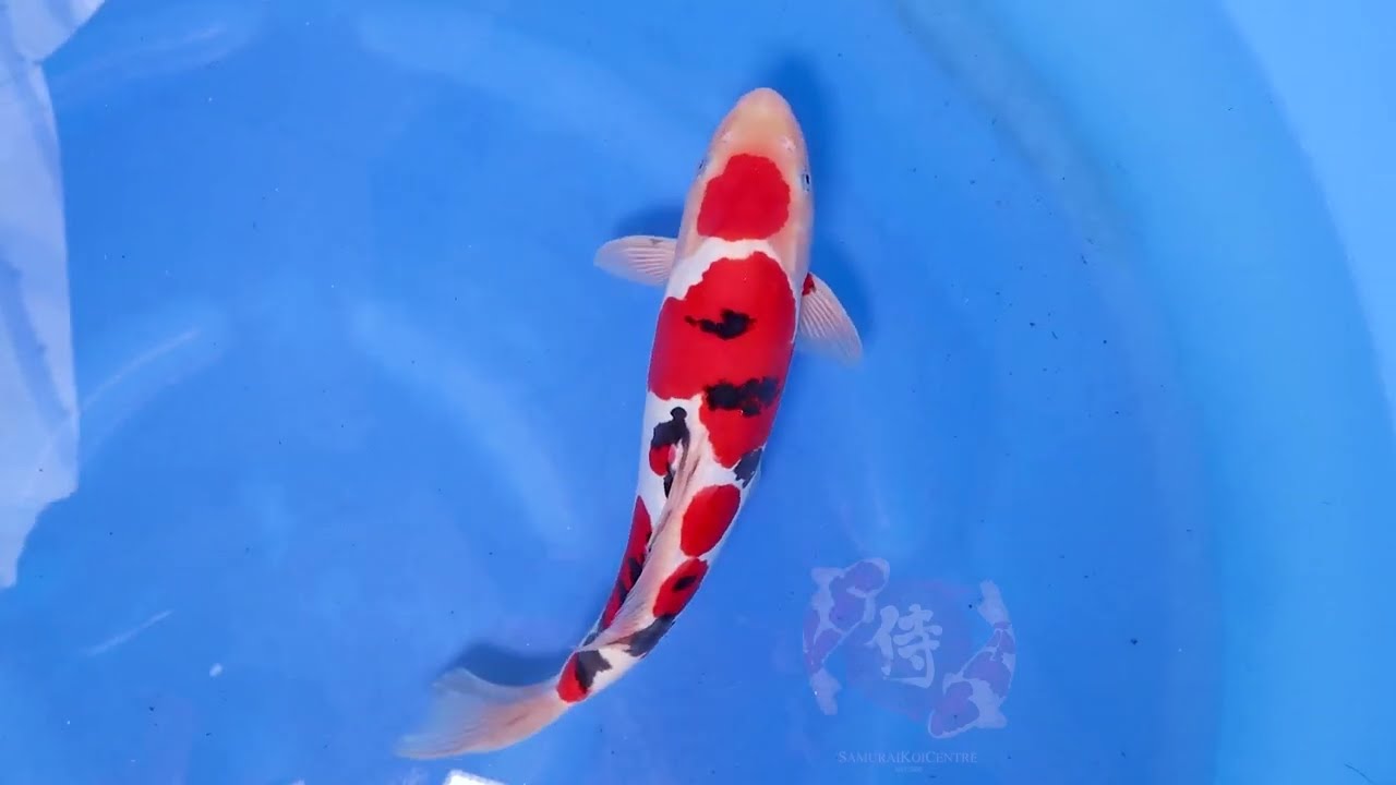 SHINODA DOITSU SANKE 36CM