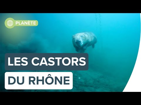 �€ la découverte des castors du Rhône avec Rémi Masson | Futura