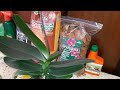 Как Пересадить Орхидею после Покупки | Phalaenopsis MIX | Фаленопсис Микс