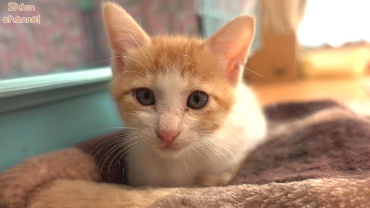 【作業中断動画４】子猫たちの日常 BGM・テロップなし【生後47～48日】