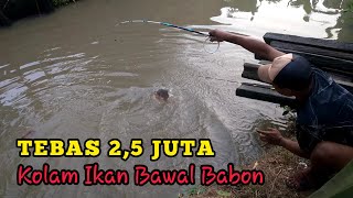 ISINYA MENGEJUTKAN || MANCING BORONGAN KOLAM IKAN BAWAL 2,5 JUTA