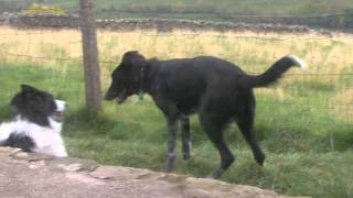 Border Collie Rescue - This is what we came here for! by BorderCollieRescueUK 1,879 views 8 years ago 2 minutes, 58 seconds
