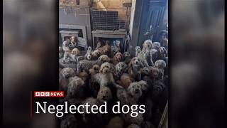 Rspca Says 250 Dogs Found Crammed Into One Home Uk 9Apr2026