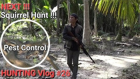 Berburu Hama Tupai || Squirrel Hunt-Pest Control !!
