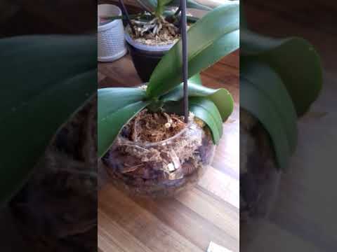 Video: Vidinės Orchidėjos: Rūšys, Nuotraukos Ir Pavadinimai